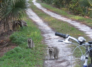 Racoons on the Trail